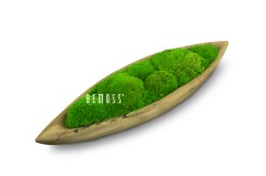 Un bol en bois en forme de canoë rempli de mousse verte luxuriante. Le mot « BEMOSS » est écrit en blanc sur la mousse. Le bol est isolé sur un fond blanc, ressemblant à un tableau de mousse.