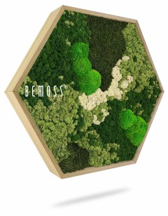 Un cadre hexagonal en bois contient un arrangement luxuriant et texturé de diverses mousses vertes et blanches, formant un affichage naturel et artistique. Le mot « BEMOSS » est écrit en lettres blanches sur le côté gauche de ce charmant tableau de mousse.