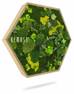 Une œuvre d'art dans un cadre hexagonal en bois, présentant un arrangement de différents types de mousse et de verdure préservées dans différentes nuances de vert. Le mot « Hexagone de mousse PLANTES Mesia Lime » est imprimé sur le côté gauche du cadre. Ce tableau de mousse projette une ombre subtile en dessous.