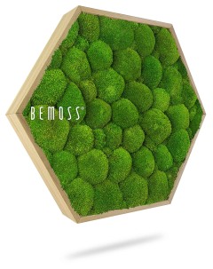 Un cadre hexagonal en bois rempli de boules de mousse verte sur fond blanc. Le nom de la marque « Tableau de mousse Ellipse BEMOSS® ORTHO OLVERA » est imprimé en lettres blanches sur le côté gauche, créant un superbe tableau de mousse.