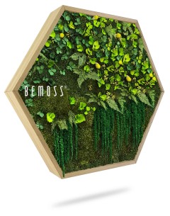 Un cadre hexagonal en bois contenant une variété de plantes vertes, de mousse et de feuillage. La verdure vibrante crée un jardin naturel et vertical Hexagone de mousse PLANTES Lomo. Le mot « BEMOSS » est visible sur le côté gauche du cadre sur un fond blanc.