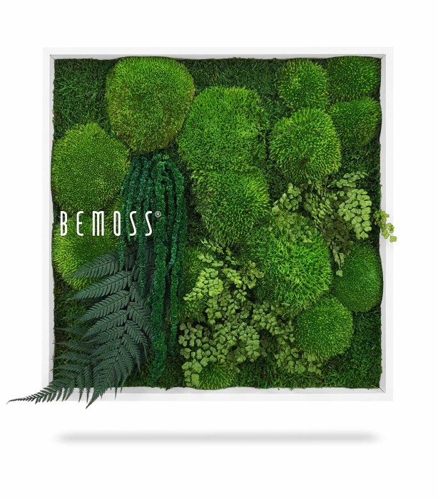 Un cadre carré blanc rempli de différents types et nuances de mousse verte crée un affichage texturé et luxuriant. Le mot « BEMOSS® » est visible sur le côté gauche du cadre. Quelques fougères et autres petites plantes sont également incorporées dans ce magnifique Tableau de mousse PLANTES Parador.