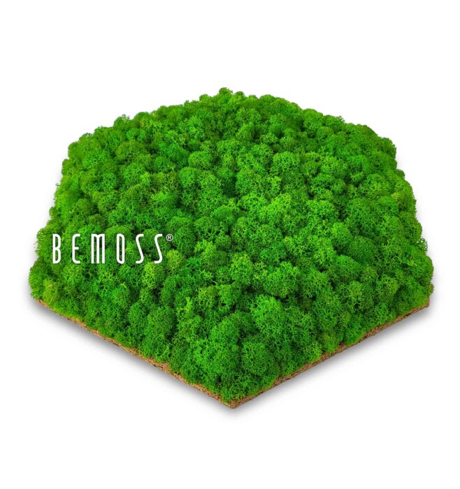 Un carré de mousse verte préservée portant la marque « BEMOSS » est affiché sur un fond blanc. La mousse luxuriante et dense recouvre soigneusement la surface, créant un élégant tableau de mousse.