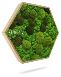 Un cadre hexagonal en bois rempli de différentes nuances et textures de mousse verte. Les différentes nuances créent une apparence texturée et tridimensionnelle, et le mot « BEMOSS » est imprimé en blanc sur le côté gauche du cadre. Le cadre projette une légère ombre.